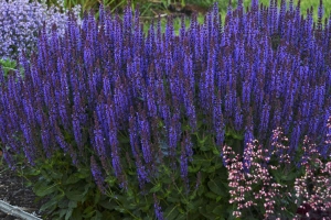 Salvia 'Violet Riot' New 2025